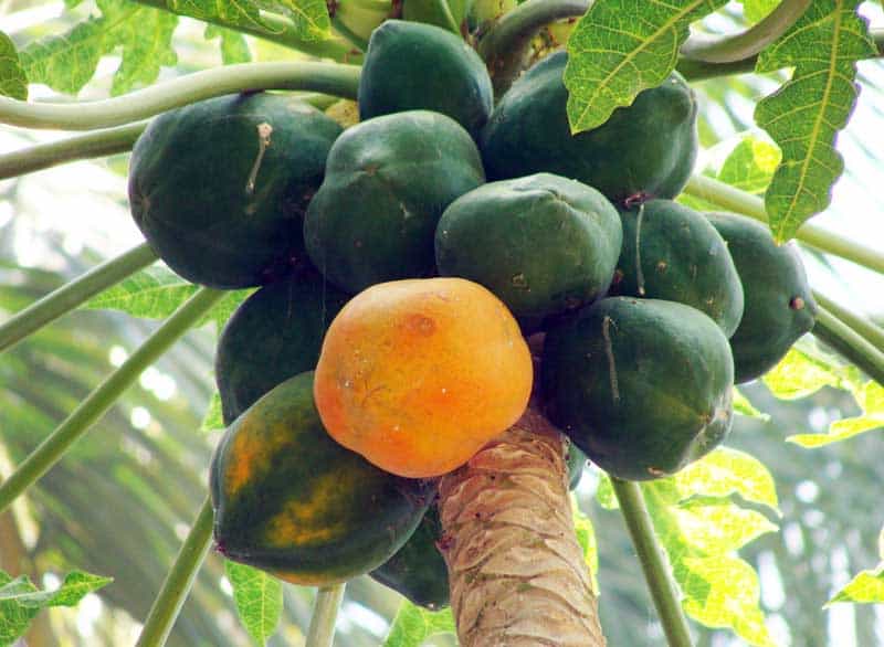 papaya tree